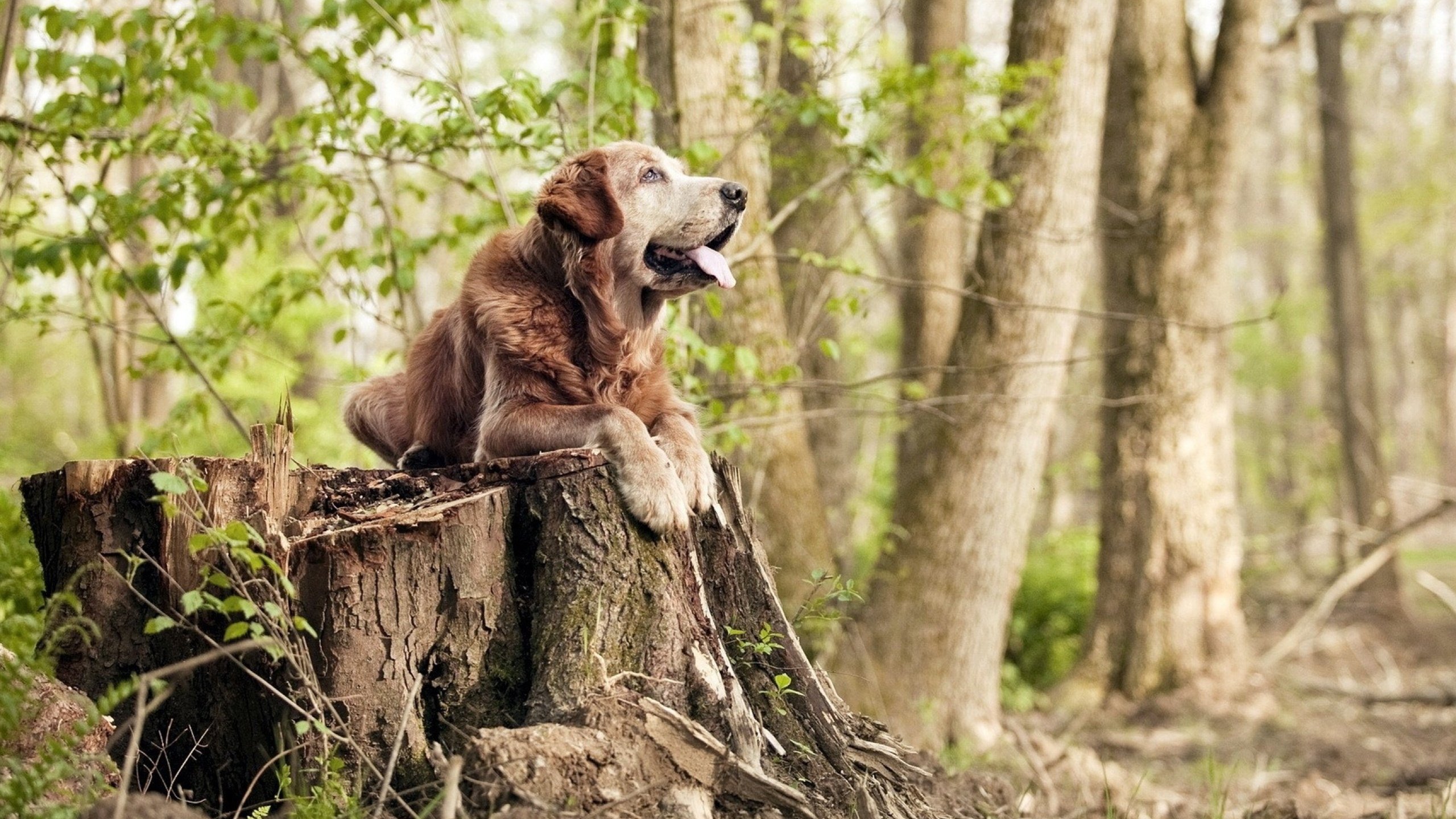 中国小将闪耀泳联赛场 初生牛犊不怕虎