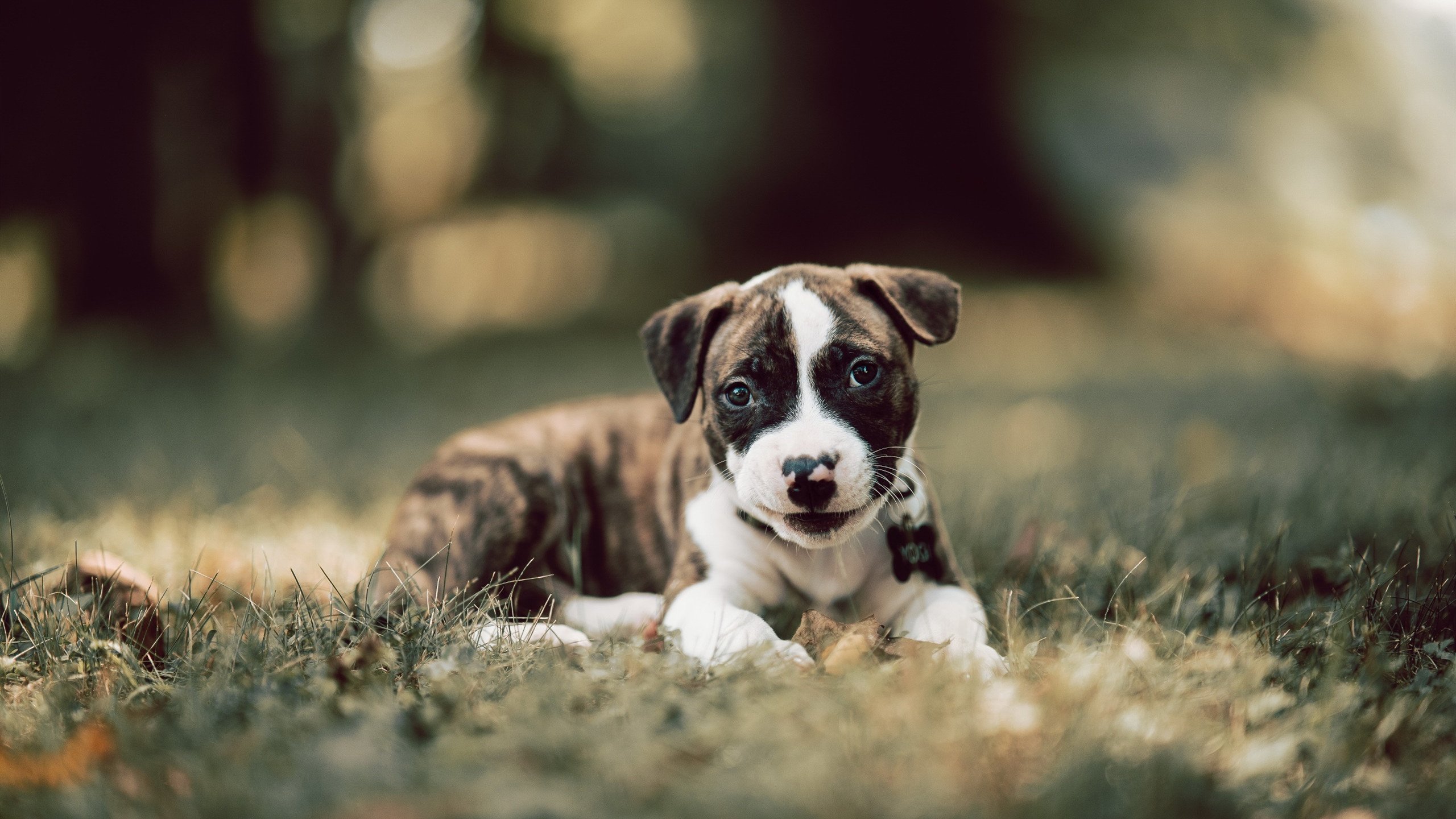 国际乒联混合团体世界杯:德国队如何布局未来十年发展,2021德国乒乓球队