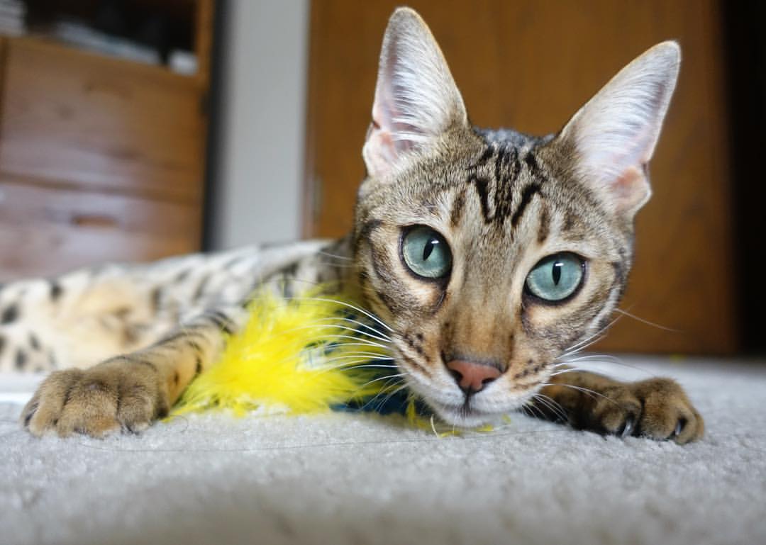 数据分析看谁是五大联赛最全面后卫，五大联赛最强队