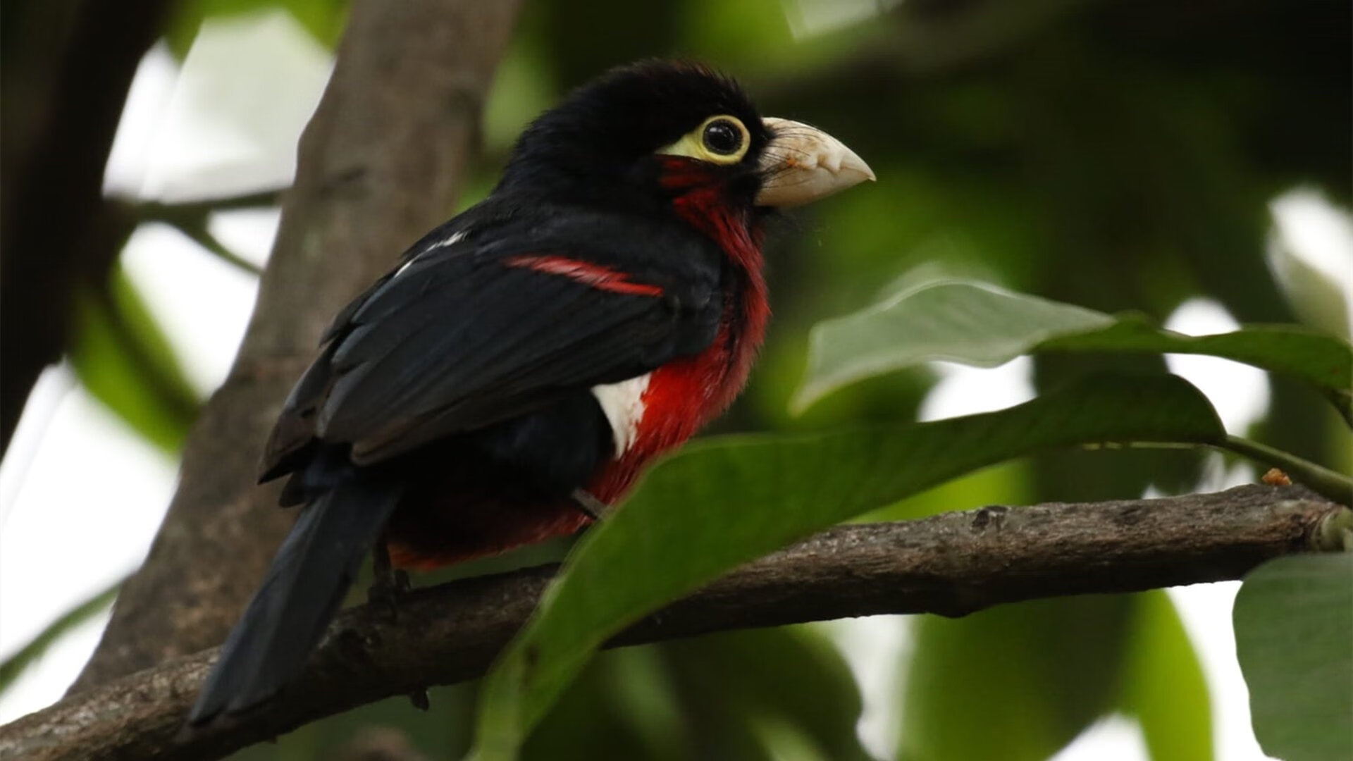 开云官方网站-球队上半场进球率是否决定其整体排名走势，上半场进球大1