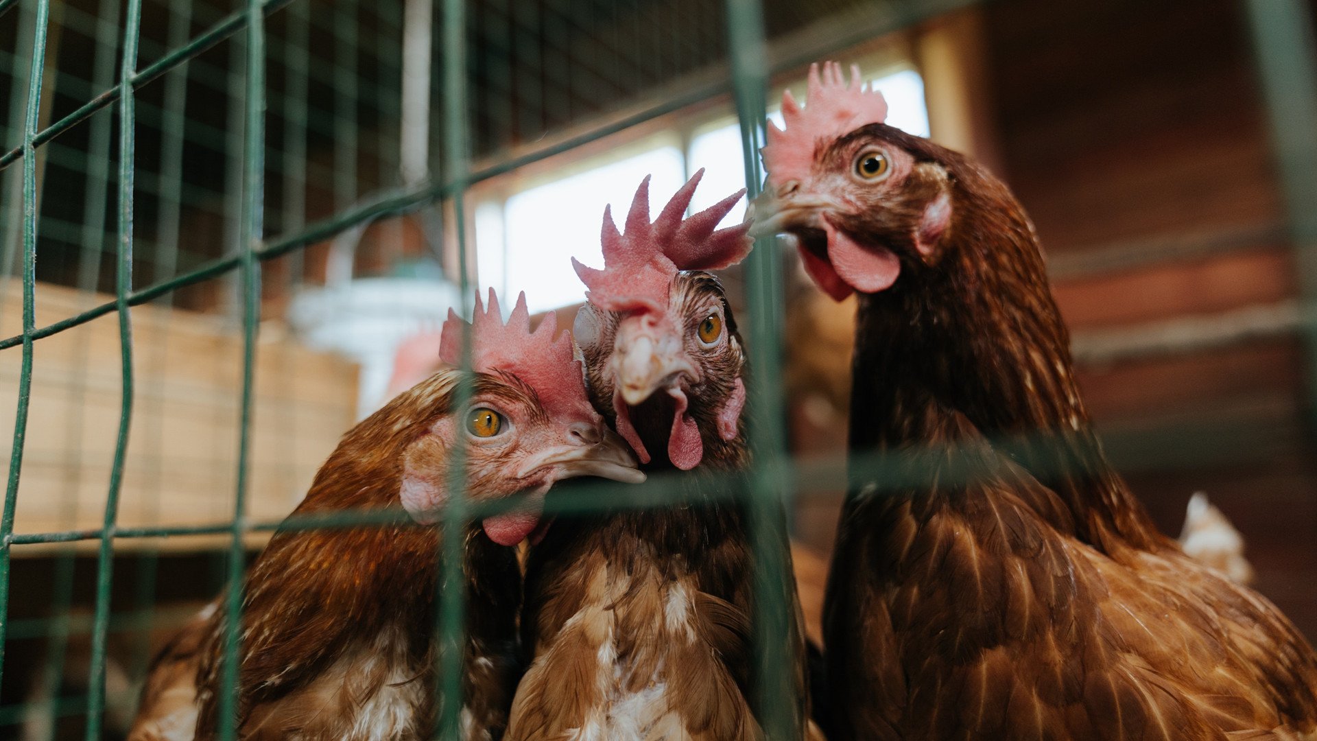 “安赫尔·巴尔博萨的球场感知与精湛技巧，为美洲狮队提供更多进攻选择”