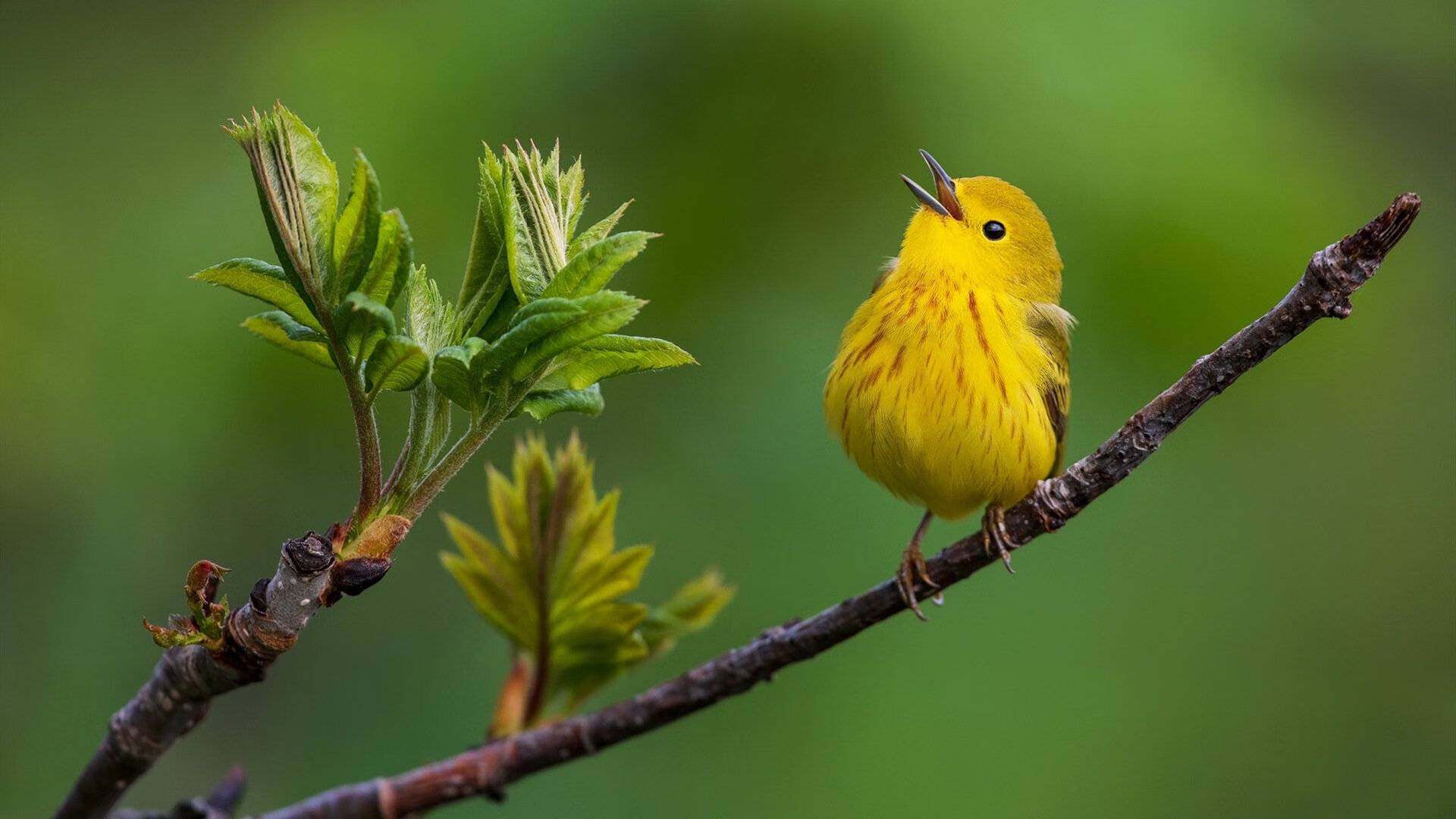 世界杯历史经典瞬间：永远难忘的比赛片段，世界杯经典回顾