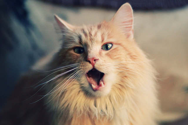 乌干达女篮在非洲锦标赛中奋勇争金,篮球运动日益繁荣,非洲乌干达来