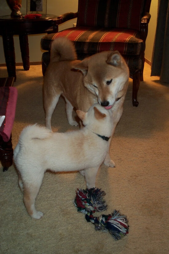 塔图姆主场爆发带领凯尔特人复仇快船，塔图姆27分凯尔特人胜猛龙