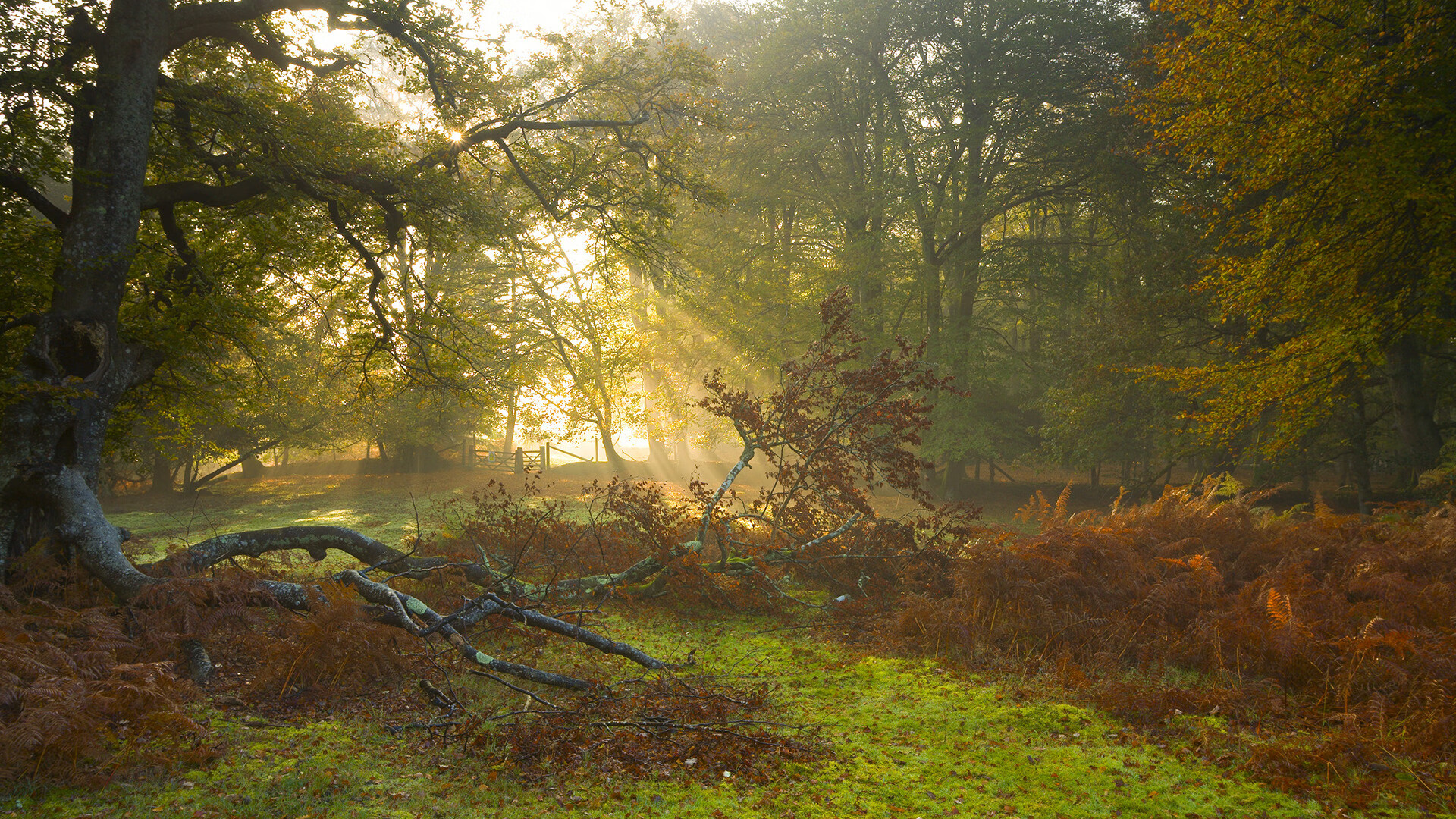 安东·李恩：他以出色的视野和精准的传球，帮助全黑队打破僵局
