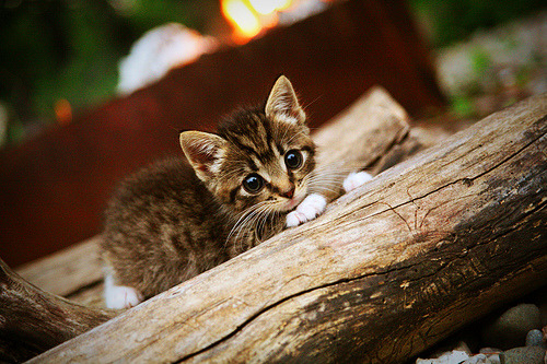 开云娱乐-女子篮球联盟发展快攻体系提升比赛节奏，女子篮球战术配合