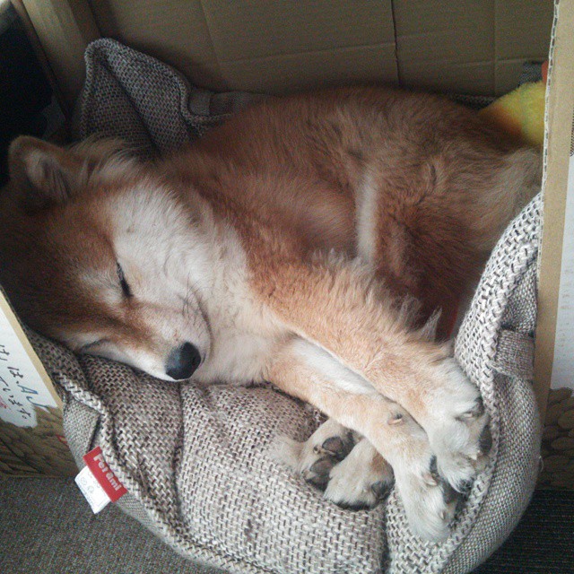 开云体育全站-掘金主力中锋全场抢下十七个篮板主导禁区，掘金主力球员